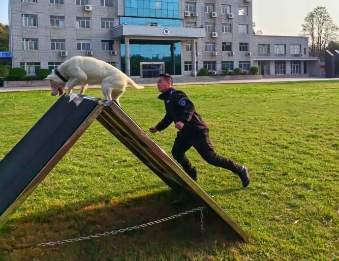 十八載堅守訓(xùn)犬初心 無言戰(zhàn)友共護一方平安