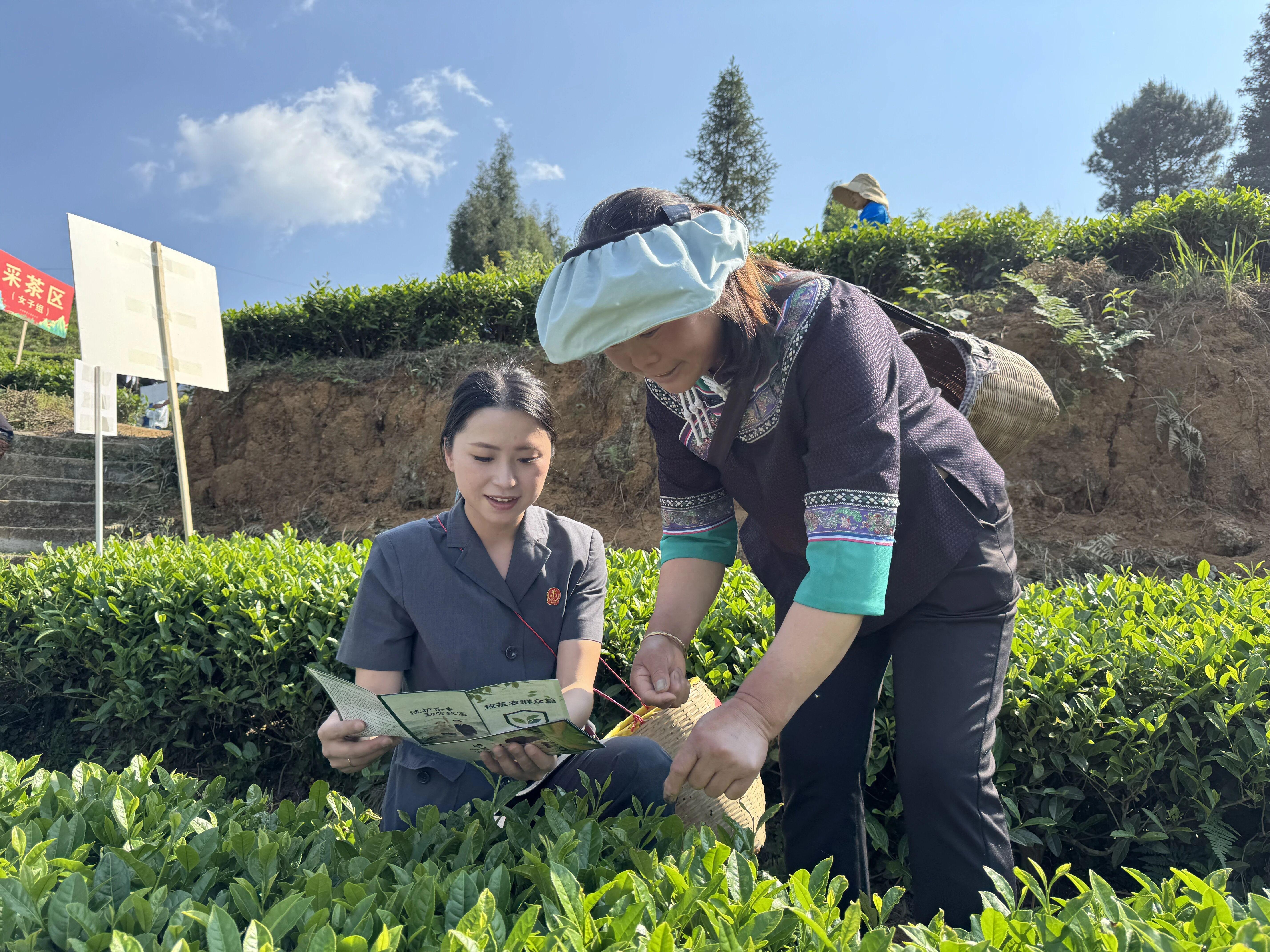 貴州紫云：法治宣傳進茶園 服務(wù)群眾暖人心