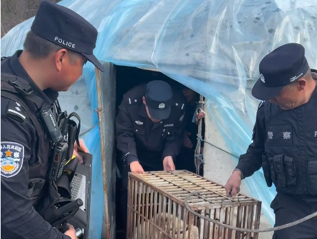 新疆阿勒泰：“饞嘴熊寶”偷油吃